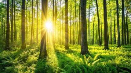 Fototapeta premium Sun rays illuminate a lush green forest with tall trees and ferns.