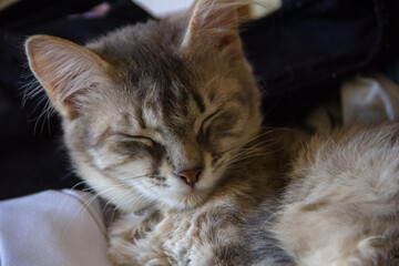 Cute cat sleeping on the bed in the house. Selective focus.