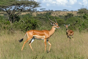 Naklejka premium Close-up Photo of a Large Green and White Leaf Showcasing Intricate Vein, Close Up. Beautiful simple AI generated image