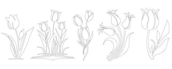 Botanical Lily Flowers line drawings.The Set Of Lily Flowers Line Drawing illustration.