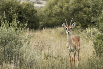 Close-up image of water droplets on vibrant green grass.. Beautiful simple AI generated image