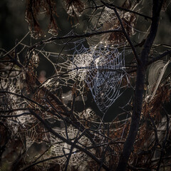 COBWEB - Drops of morning dew on a spider web
