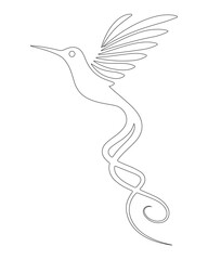 Humming Bird With Beautifu Feather Line Drawing illustration.Hummingbird