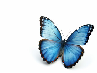 Fototapeta premium Vibrant Blue Butterfly on White Background, Perfect for Nature Themes and Educational Use