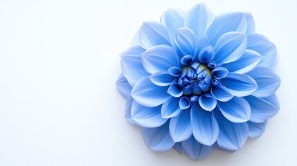 Obraz premium Stunning Blooming Blue Flower with Petals of Varying Shades Perfect for Nature Photography and Floral Inspiration in Art and Design Projects