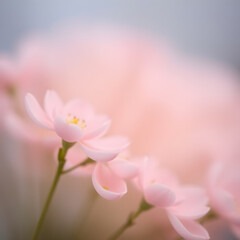 Fototapeta premium pink flowers in spring