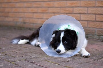 Young Border Collie Wearing A Buster Collar In Garden Recovering Post Op