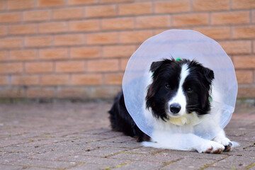Border Collie Recovering In Garden Post Surgery In An Elizabethan Collar