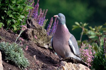 Ringeltaube ( Columba palumbus ).