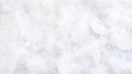 Soft White Feathers Background Texture Image