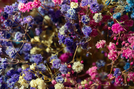 Fototapeta Colorful dried flowers in a vibrant display for decoration and events