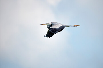 Graureiher ( Ardea cinerea ).