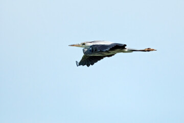 Graureiher ( Ardea cinerea ).