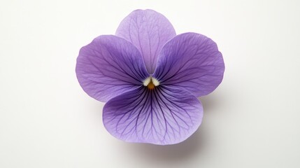 Obraz premium Delicate Purple Violet Flower Isolated on Clean Background Showcasing Intricate Petal Patterns and Stunning Natural Beauty Perfect for Nature Themes and Floral Designs