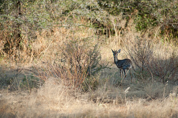 Naklejka premium Antelope in Africa