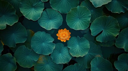 Single orange lotus flower blooming amidst dark green lily pads.