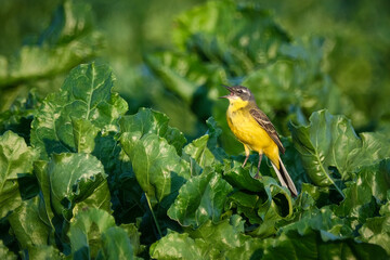 Schafstelze ( Motacilla flava ).