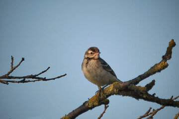 Schafstelze ( Motacilla flava ).