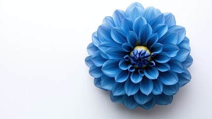Beautiful Blue Flower with Delicate Petals on White Background, Showcasing Intricate Design and Vibrant Color, Perfect for Nature and Floral Themes in Stock Photography