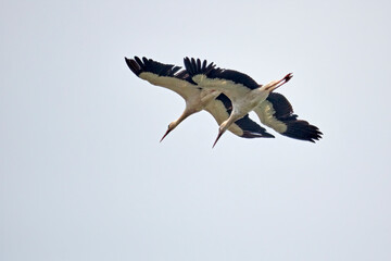 Weißstörche ( Ciconia ciconia ).