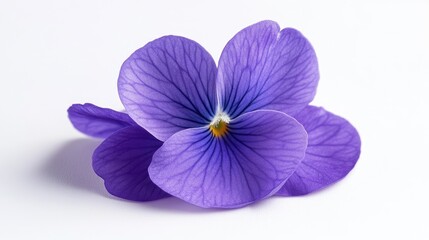 Obraz premium Delicate Purple Violet Flower Isolated on a Soft White Background, Highlighting Its Intricate Petal Structure and Vibrant Color Details for Nature Lovers and Floral Enthusiasts