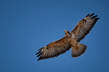 Mäusebussard ( Buteo buteo ).