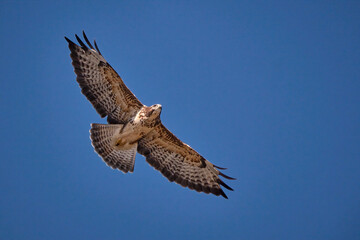 Mäusebussard ( Buteo buteo ).