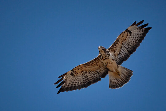 M&auml;usebussard ( Buteo buteo ).