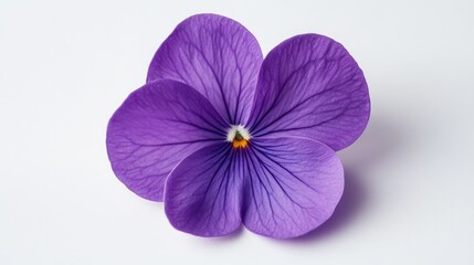 Obraz premium Vibrant Purple Flower on White Background Close Up of Petals, Texture, and Details for Floral Design, Art, and Nature Themes