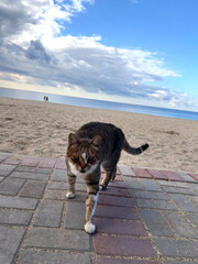 a beautiful cat on the beach walks by itself