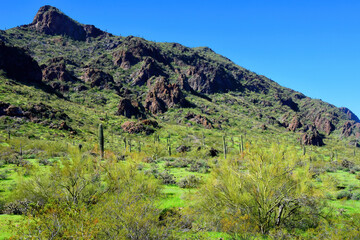 Naklejka premium Sonora Desert Arizona Picacho Peak State Park