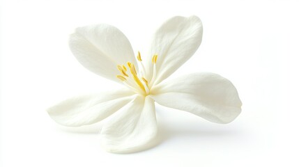 Delicate White Flower Isolated on White Background Showcasing Soft Petals and Bright Yellow Stamen for Inspirational Floral Design and Nature Imagery
