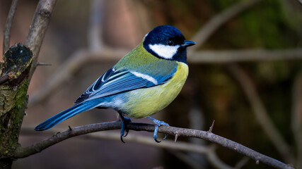 Meise Kohlmeise Gartenvogel Wintervogel auf einem Ast