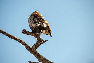 eagle on the tree in the Masai Mara