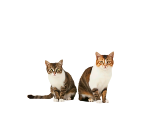 Cat on white background. Cats isolated on white background. Cats and kittens concept 