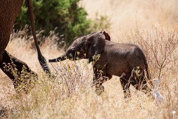 Baby elephant