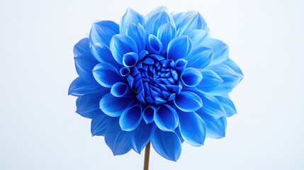 Obraz premium Stunning Blue Flower with Velvety Petals Showcases Nature's Beauty and Elegance in a Vibrant and Eye-Catching Display, Perfect for Floral and Natural Themes