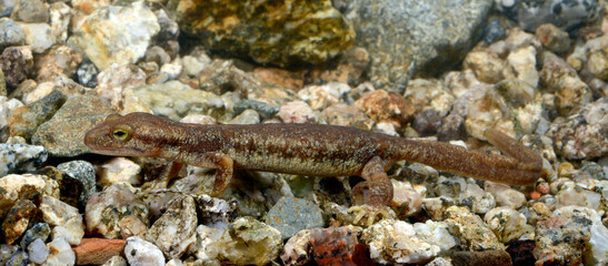 Korsischer Gebirgsmolch // Euprocte corse // Corsican brook salamander (Euproctus montanus) - Korsika, Frankreich