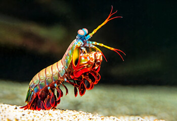 Vibrant Mantis Shrimp in Underwater Habitat