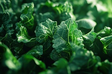 Fresh green leafy vegetables growing in a vibrant garden under natural sunlight