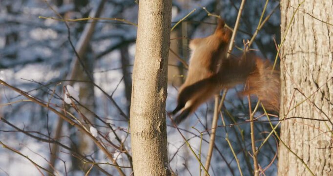 A forest squirrel jumps from one tree to another in winter.