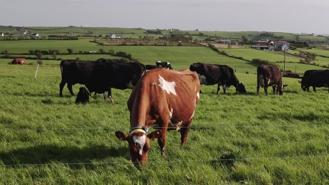 Several cows of different color patterns are seen grazing. The area is characterized by green pastures, a hilly landscape.