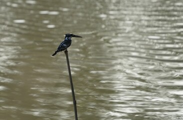 Pictures of birds living in nature