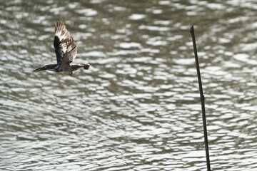 Pictures of birds living in nature