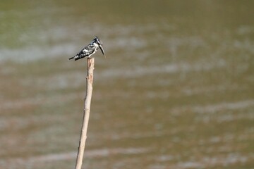 Pictures of birds living in nature