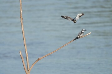 Pictures of birds living in nature