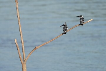 Pictures of birds living in nature
