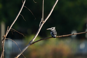 Pictures of birds living in nature