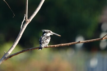 Pictures of birds living in nature