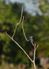 Pictures of birds living in nature